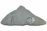 Iridescent Ammonite (Psiloceras) Fossil - England #350952-1